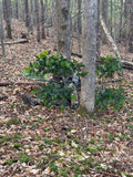 2 Tree Ninjas w/ 2 sets Of (12)Green Oak Branches