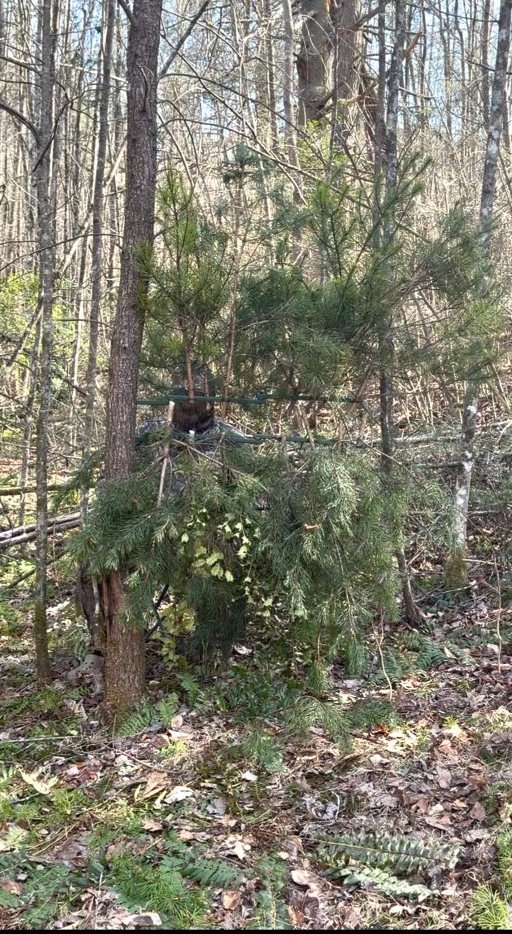 4 Pack-TREE NINJA (For Real Branches) (Faux Branches Not Included)